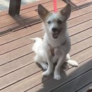 도그싸롱 이미지