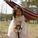 안태담배 | 삼랑진 양수 발전소 벚꽃길을 지나 안태호 안태공원에서 나들이를~