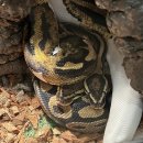 냥꿀냥꿀 | 영등동 ‘냥꿀냥꿀’ 후기