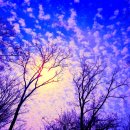 해바라기의꿈 이미지