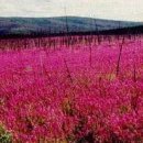 Into the wild....... 분홍바늘꽃..... 이미지