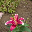 덕산 아라채 이미지