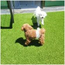 맘바이 루프탑 테라스 강아지 애견호텔 애견유치원 이미지