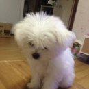 봄내동물병원 이미지