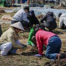 매정농장 | [웅의 생각] 모두의 봄나물 - 왜 우리는 자연과 닿는 감각을 제도에서도 잃었을까?