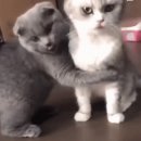 카페뜰,시나브로 이미지