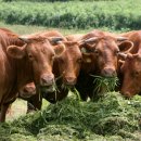 고향풍년 이미지