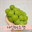 머스캣 | 과일답례품 설탕먹은과일 샤인머스캣 솔직후기