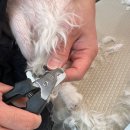 부천애견미용 멍미살롱 이미지