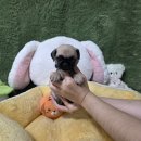 광주 고양이 분양 냥블리 광주점 | 광주퍼그강아지분양 분양가 특성 알아보고 입양한 후기