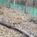 구성사슴농장 이미지