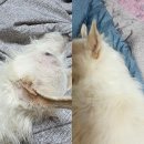 가족과 반려견을 위한 천연비누, 봄베르 솝