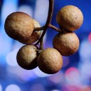 교리여주쌀밥 이미지