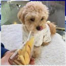 두두펫케어 | 부산애견유치원 두두펫케어, 애견 친구들을 위한 최고의 파트너!