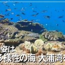 現在の姿は 生物多様性の海 大浦湾を潜る（沖縄テレビ） 이미지