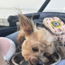 까까멍펫푸드 이미지