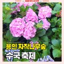하늘그리기펜션 | [용인 자작나무숲 수국축제] 실시간 꽃 개화상태 가족여행 나들이 가볼만한곳 추천 아기랑 주말 갈만한