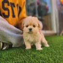 강아지풍경 | 동두천강아지분양 결정 후 급격히 변화한 삶의 풍경