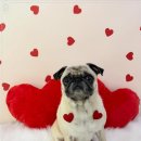 강아지 미장원 이미지