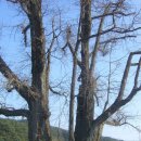 순흥의 연리지송 이미지