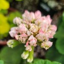 러블리몽 이미지