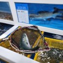 향림초장 이미지