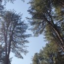 잣향기푸른숲 유아숲체험원 이미지