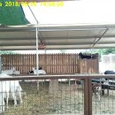 분홍염소 이미지