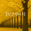 10월18일19일(토일)🍋르부르낙산호텔🍓펜트하우스🍅홍천은행나무숲🏖휴휴암🎆낙산사🎋솔향수목원✨️시간되면 인제자작나무숲도~ 이미지