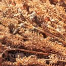 들깨나라 이미지