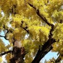 임고서원의 은행나무 이미지