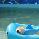 캐나다 멍 빌리지 이미지