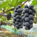 환희농장 이미지