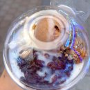 메가엠지씨커피평촌어바인퍼스트점 | 호계동 메가커피 평촌어바인퍼스트점 팥빙 젤라또 파르페 후기