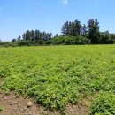 성읍초등학교 이미지