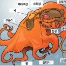 문어는 입이랑 똥구멍이랑 따로 인가요 ? 이미지