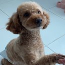 바니이발소 이미지