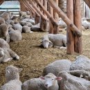 중앙목장 이미지