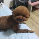 강사모백화점 | 강사모 애견백화점 미용 후기