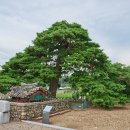 행곡2리(처진소나무옆) | 울진 행곡리 처진소나무