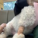 참누리동물병원 네이버블로그