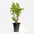 식물로부터 이미지