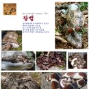 왕뱀 Boa constrictor Linnaeus, 1758 이미지