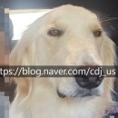 푸들민박 이미지