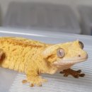 크레산도 - 수성구 알파시티2로3길 48-11 | 크레산도 호텔링 후기