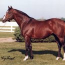 경마루 스테이 이미지