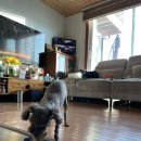 몽이묭실 이미지