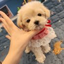 푸른들동물병원 이미지