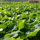 봉성농장 이미지