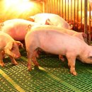 아프리카 펫센터 이미지